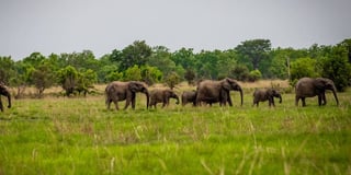 Pendjari-National-Park-Safari