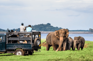 yala-national-park-safari