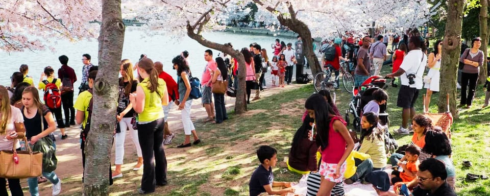 Cherry Blossom Festival(Japan)